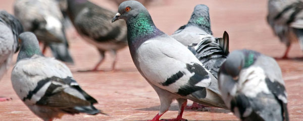 pigeons